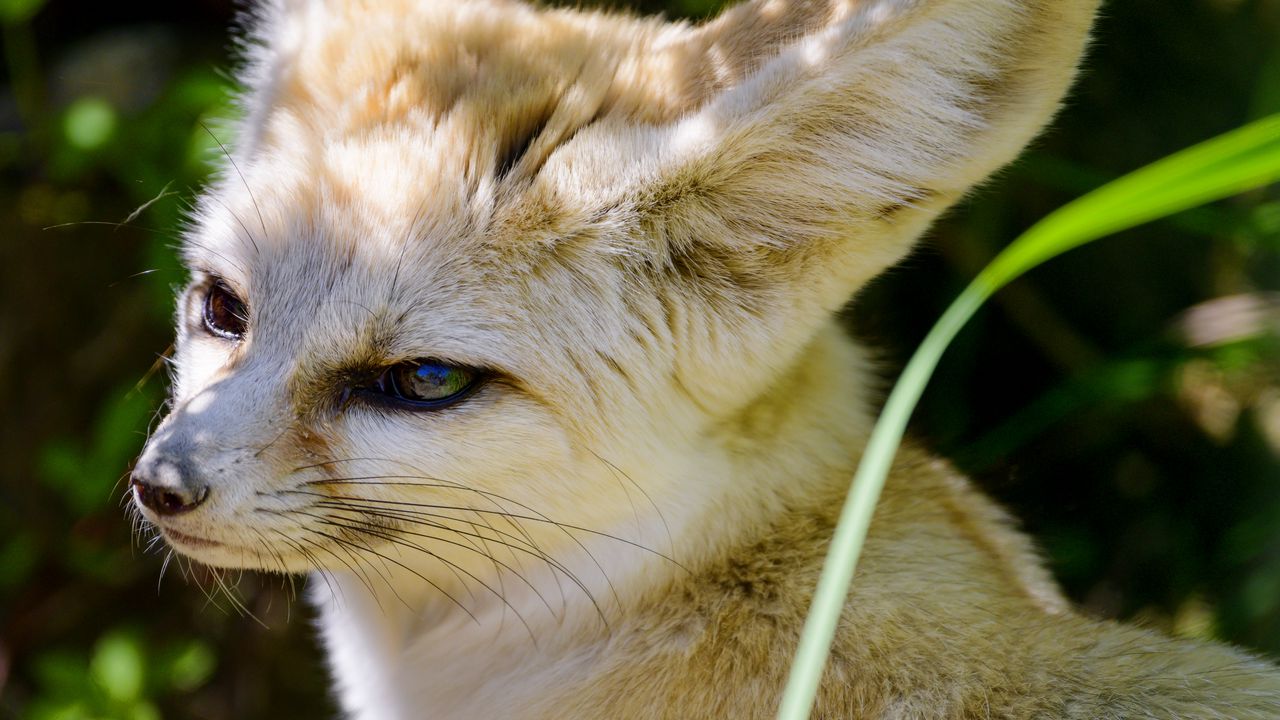 Wallpaper fennec fox, cute, animal, glance