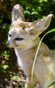 Preview wallpaper fennec fox, cute, animal, glance