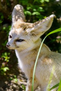 Preview wallpaper fennec fox, cute, animal, glance