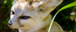 Preview wallpaper fennec fox, cute, animal, glance