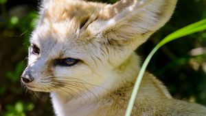 Preview wallpaper fennec fox, cute, animal, glance