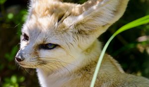 Preview wallpaper fennec fox, cute, animal, glance