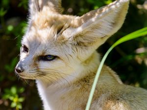 Preview wallpaper fennec fox, cute, animal, glance