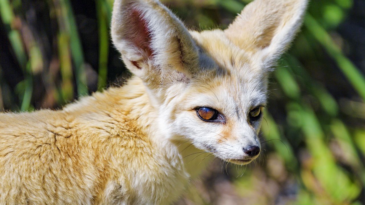 Wallpaper fennec fox, cute, animal, grass