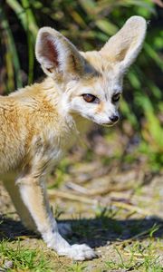 Preview wallpaper fennec fox, cute, animal, grass