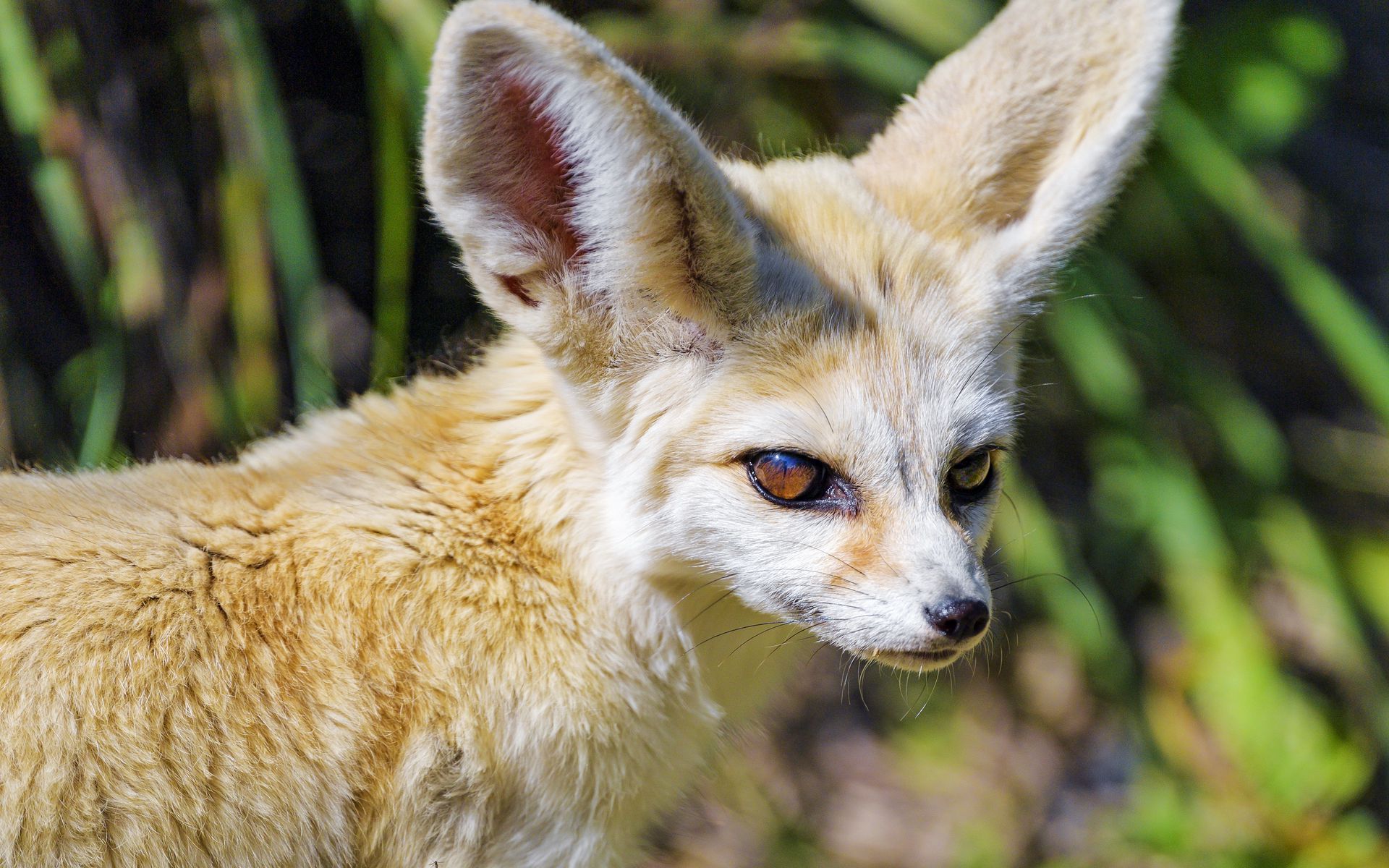 Download wallpaper 1920x1200 fennec fox, cute, animal, grass widescreen ...