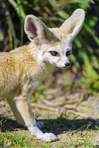 Preview wallpaper fennec fox, cute, animal, grass