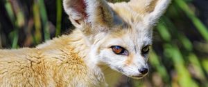 Preview wallpaper fennec fox, cute, animal, grass