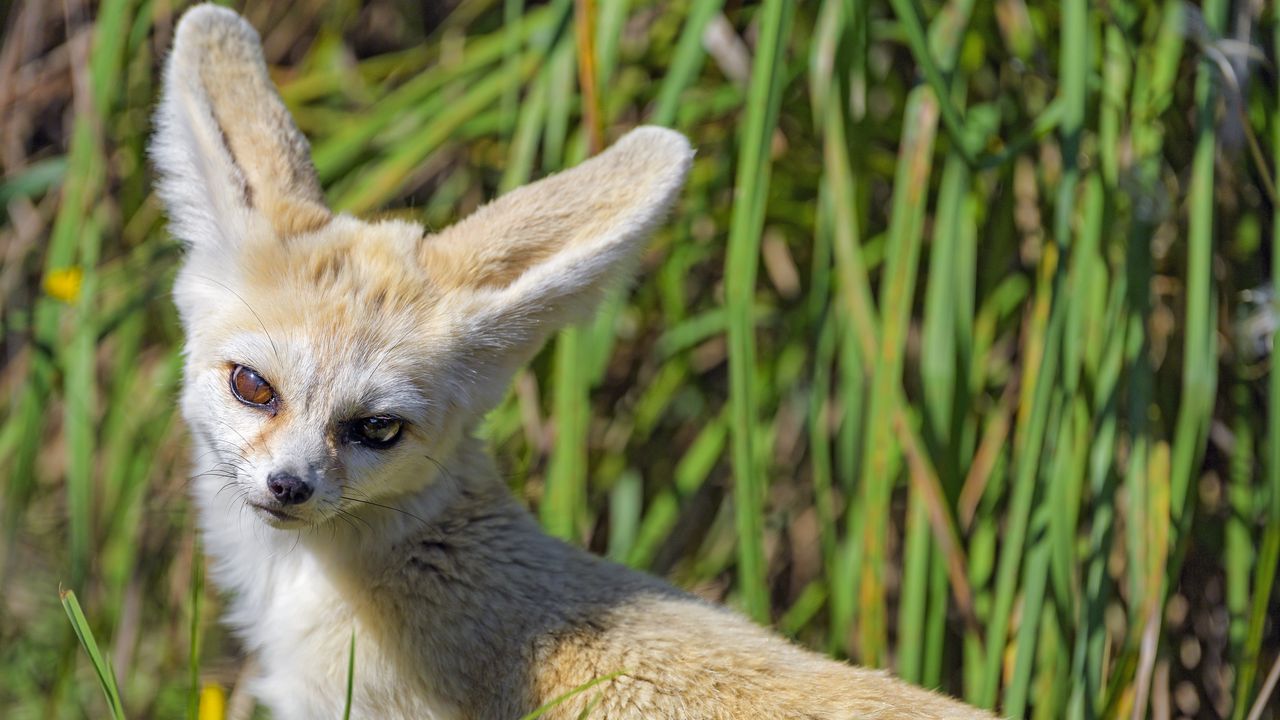 Wallpaper fennec fox, cute, grass