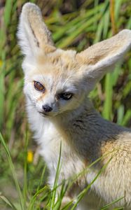 Preview wallpaper fennec fox, cute, grass