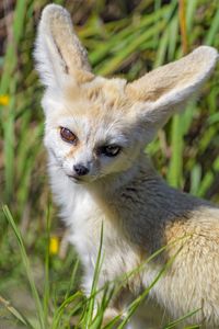 Preview wallpaper fennec fox, cute, grass