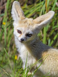 Preview wallpaper fennec fox, cute, grass