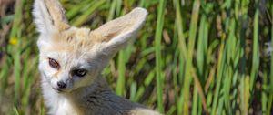 Preview wallpaper fennec fox, cute, grass