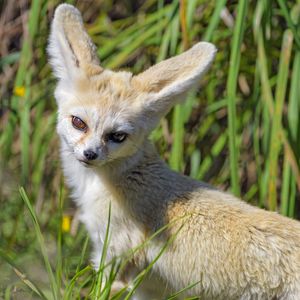 Preview wallpaper fennec fox, cute, grass