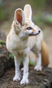 Preview wallpaper fennec fox, ears, wildlife, animal