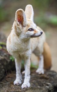 Preview wallpaper fennec fox, ears, wildlife, animal