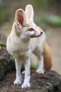 Preview wallpaper fennec fox, ears, wildlife, animal