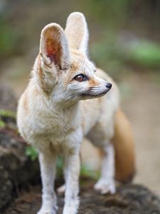 Preview wallpaper fennec fox, ears, wildlife, animal