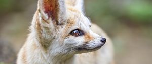 Preview wallpaper fennec fox, ears, wildlife, animal