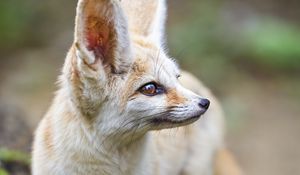 Preview wallpaper fennec fox, ears, wildlife, animal