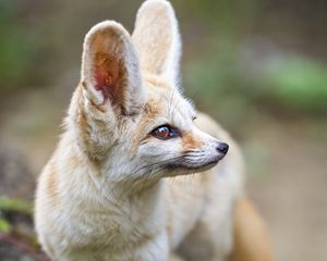 Preview wallpaper fennec fox, ears, wildlife, animal