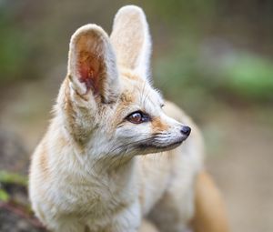 Preview wallpaper fennec fox, ears, wildlife, animal