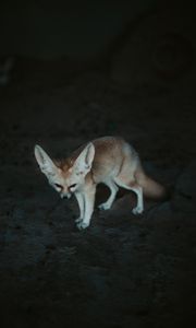 Preview wallpaper fennec fox, fennec, fox, animal, wildlife