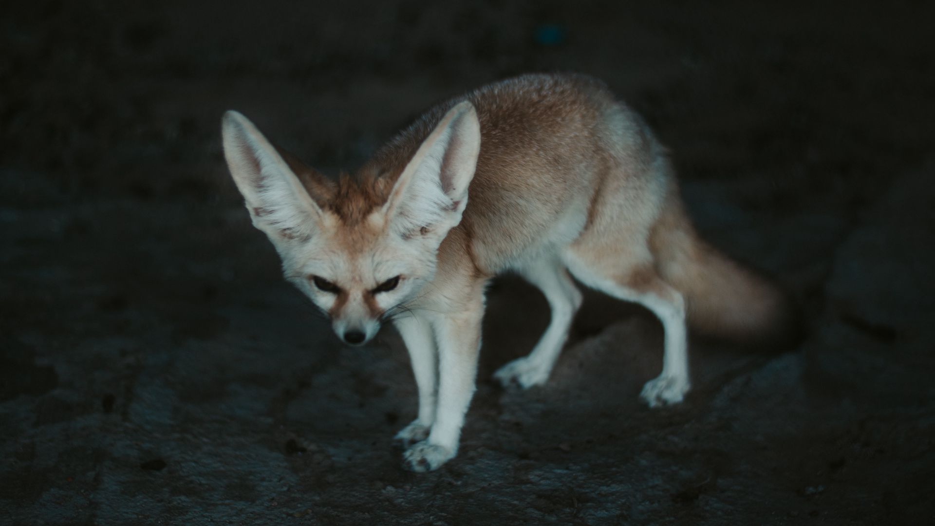 Download wallpaper 1920x1080 fennec fox, fennec, fox, animal, wildlife ...