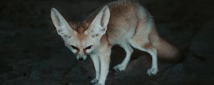 Preview wallpaper fennec fox, fennec, fox, animal, wildlife