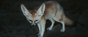 Preview wallpaper fennec fox, fennec, fox, animal, wildlife