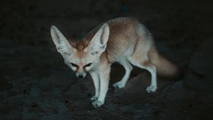 Preview wallpaper fennec fox, fennec, fox, animal, wildlife