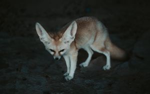 Preview wallpaper fennec fox, fennec, fox, animal, wildlife