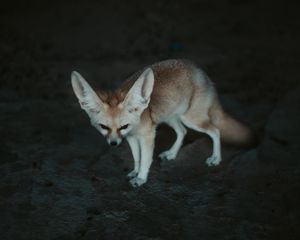 Preview wallpaper fennec fox, fennec, fox, animal, wildlife