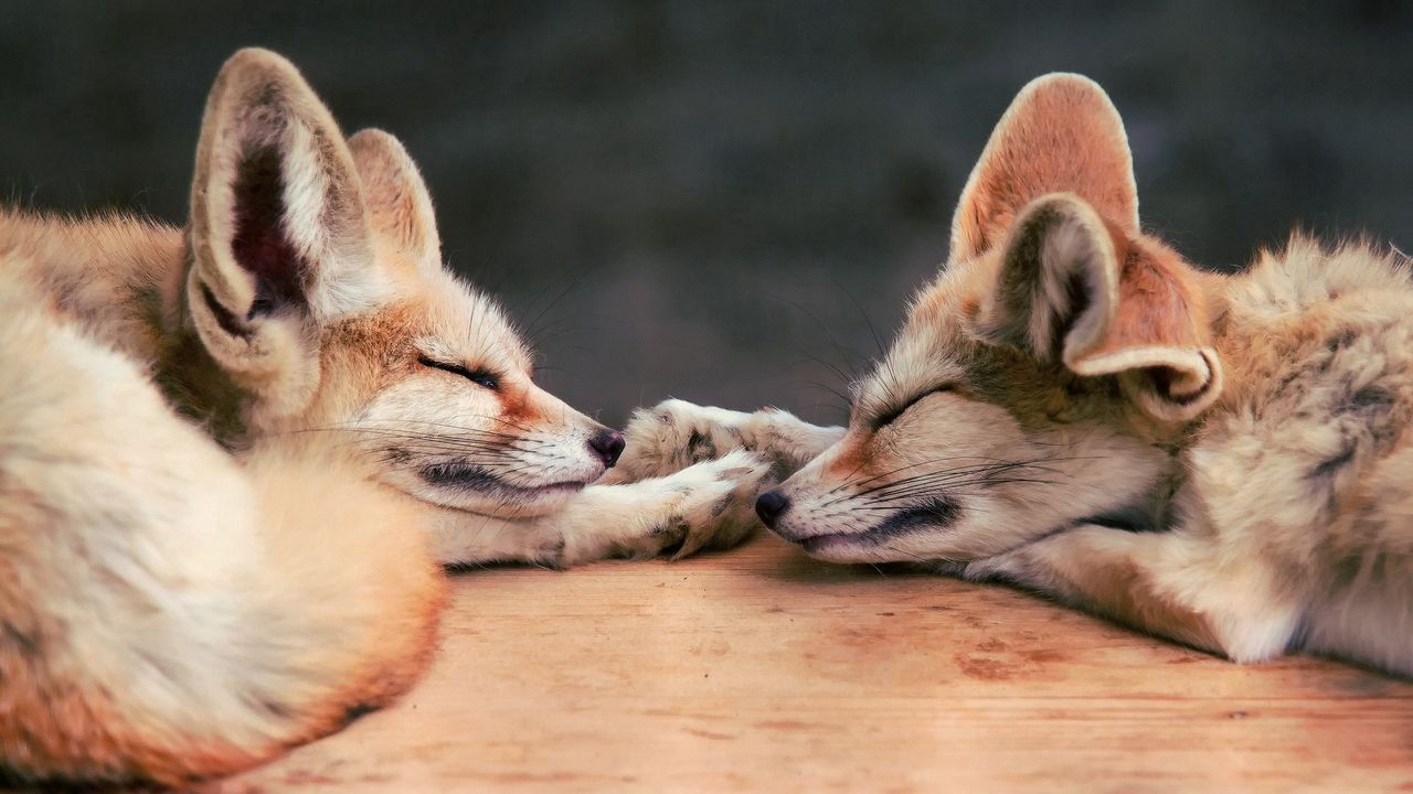 Wallpaper fennec fox, fox, couple, down, dream, face