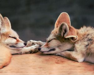 Preview wallpaper fennec fox, fox, couple, down, dream, face