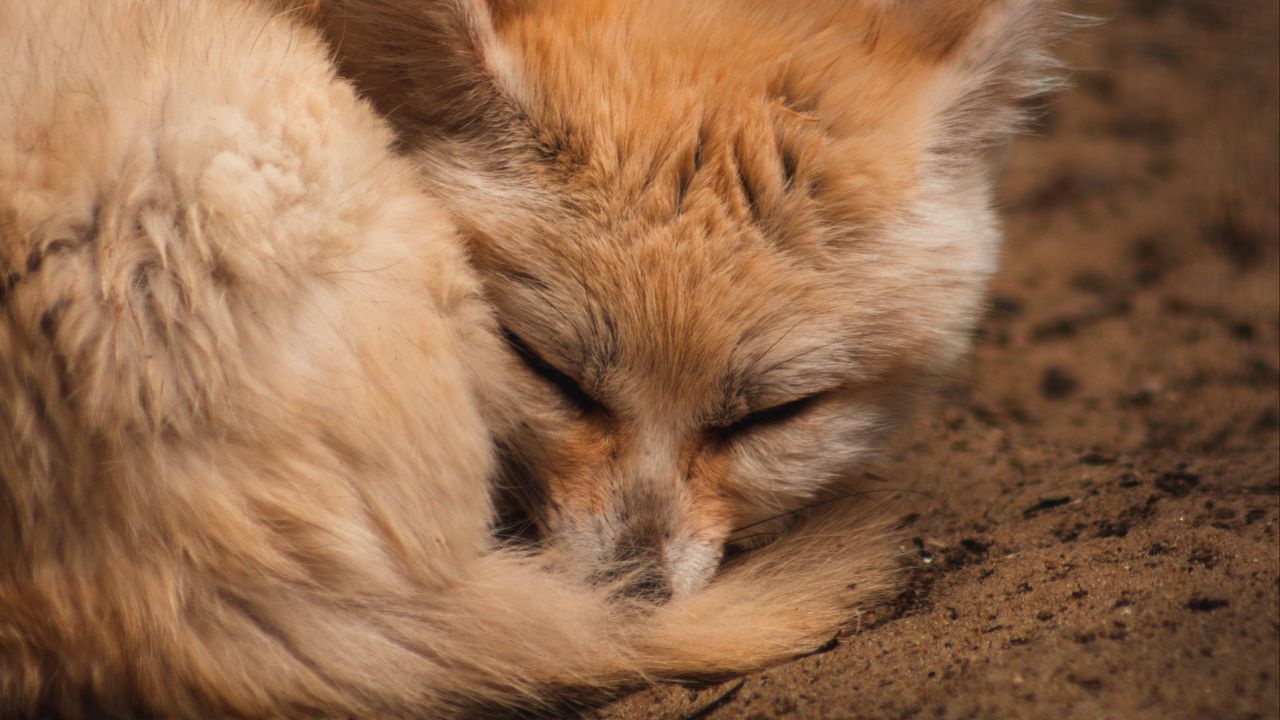 Wallpaper fennec fox, fox, cute, animal, sleep