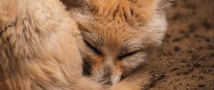 Preview wallpaper fennec fox, fox, cute, animal, sleep