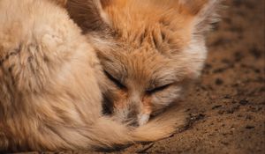 Preview wallpaper fennec fox, fox, cute, animal, sleep