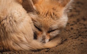 Preview wallpaper fennec fox, fox, cute, animal, sleep