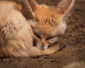 Preview wallpaper fennec fox, fox, cute, animal, sleep