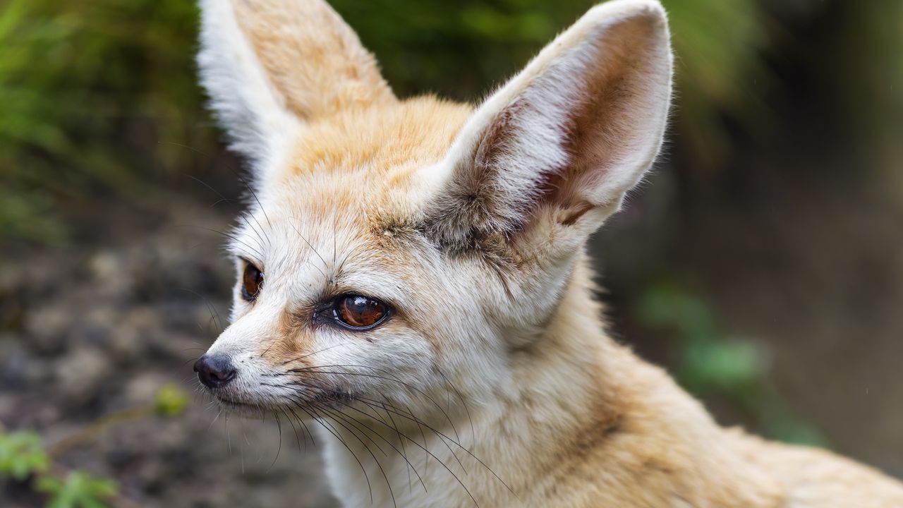 Wallpaper fennec fox, wildlife, animal, blur