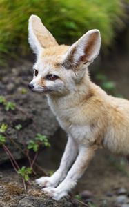 Preview wallpaper fennec fox, wildlife, animal, blur