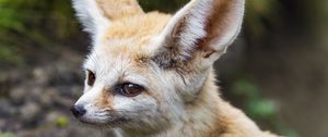 Preview wallpaper fennec fox, wildlife, animal, blur