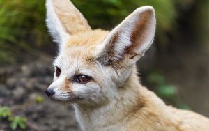 Preview wallpaper fennec fox, wildlife, animal, blur