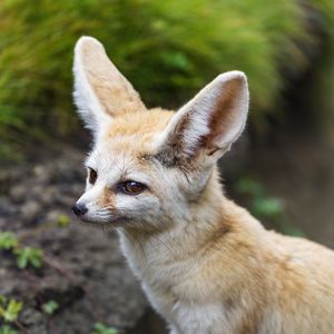 Preview wallpaper fennec fox, wildlife, animal, blur