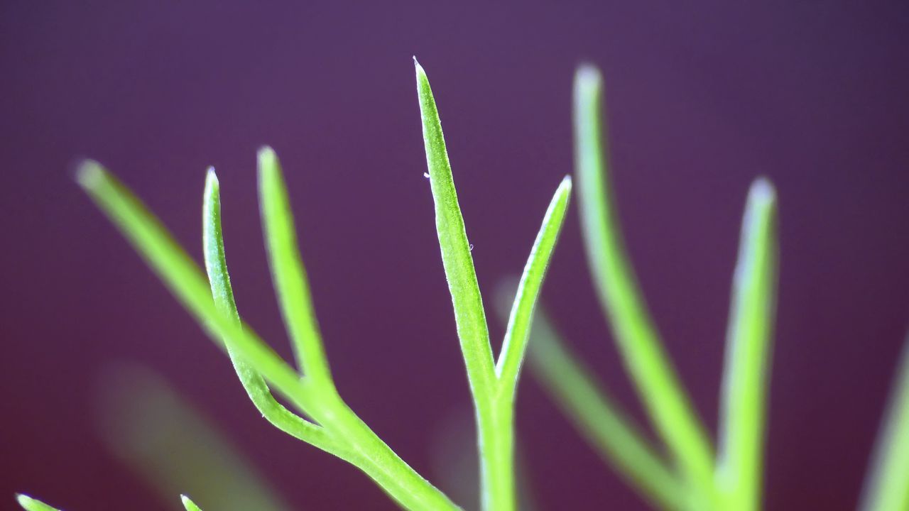 Wallpaper fennel, plant, leaves, macro, blur