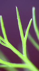 Preview wallpaper fennel, plant, leaves, macro, blur