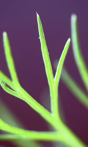 Preview wallpaper fennel, plant, leaves, macro, blur