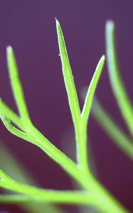 Preview wallpaper fennel, plant, leaves, macro, blur