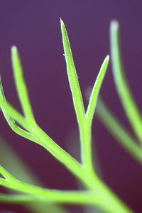 Preview wallpaper fennel, plant, leaves, macro, blur